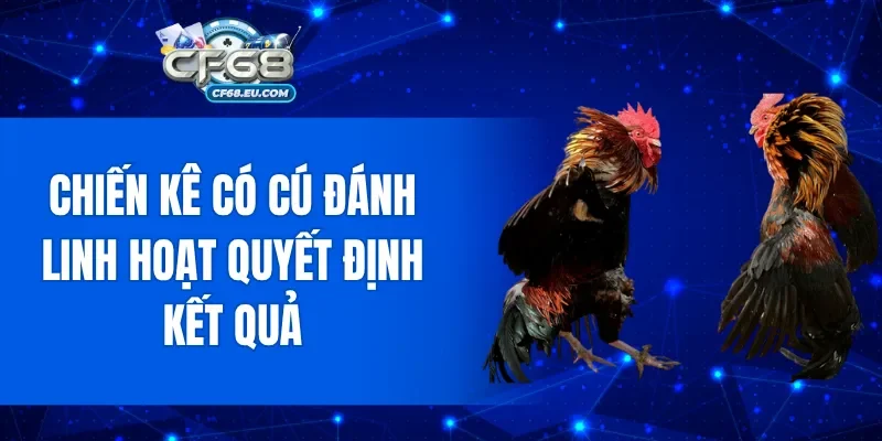 Chiến kê có cú đánh linh hoạt quyết định kết quả