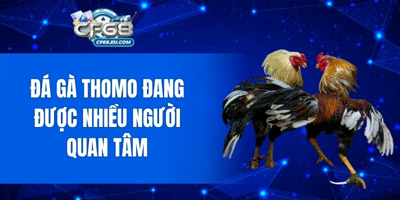 Đá gà Thomo đang được nhiều người quan tâm