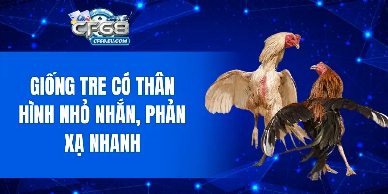 Giống tre có thân hình nhỏ nhắn, phản xạ nhanh