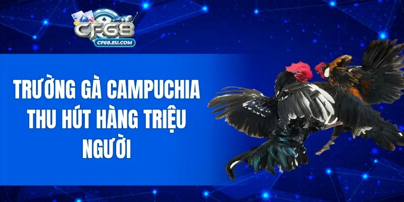 Trường Gà Campuchia thu hút hàng triệu người